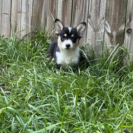 Pembroke Welsh Corgi Puppies from Newlands Insane Danes and Corgis