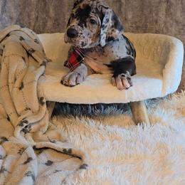 Mayor - Merle male Great Dane puppy in Caldwell, Idaho from Miner's Dynamic Danes