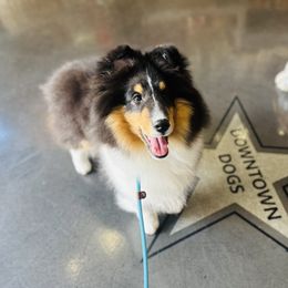 Shetland Sheepdog Puppies from Jesstar Shetland Sheepdogs