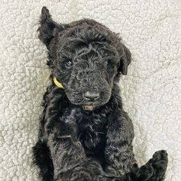 Poodle Puppies from Agape Standard Poodles