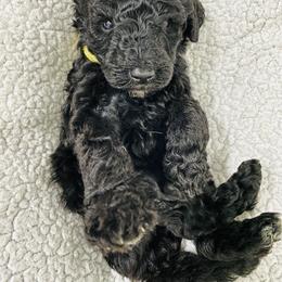 Poodle Puppies from Agape Standard Poodles