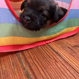 Border Terrier and Jack Russell Terrier Puppies from Cedar Run Border terriers