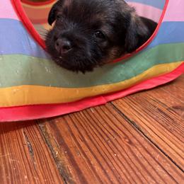 Border Terrier and Jack Russell Terrier Puppies from Cedar Run Border terriers