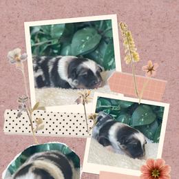 Dexter - Blue merle male Australian Shepherd puppy in Marshall, Virginia from Greywood Farm Aussies