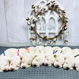 Basset Hound Puppies from Blessed Bassets