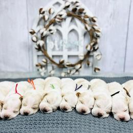 Basset Hound Puppies from Blessed Bassets