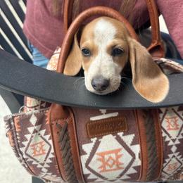 Montana - Piebald female Dachshund puppy in Fruita, Colorado from M & M Breeding