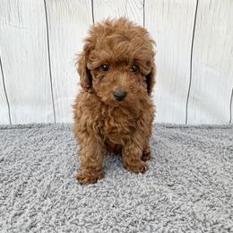Lucky (AKC) - Red  male Poodle puppy in Riverside, California from Red Toy Poodle World