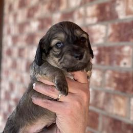 Boy 2 - Cream male Dachshund puppy in Deming, New Mexico from FoxieDoxies of New Mexico