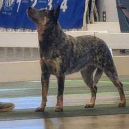 Australian Cattle Dog and French Bulldog Puppies from Sugarloaf French bulldogs and Australian cattle dogs