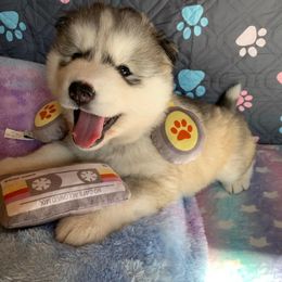 Siberian Husky Puppies from Canace Siberians