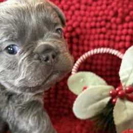 French Bulldogs from S-D frenchies