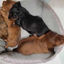 Dachshunds from Mason Dixon Doxies