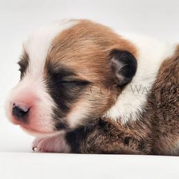 Ron - Red male Pembroke Welsh Corgi puppy in Kiowa, Colorado from Cool Water Corgis LLC