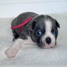 Charmander - Blue male Boston Terrier puppy in West Jefferson, Ohio from Kline Kennels
