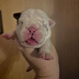 Royal blue - Red brindle and white male Bulldog puppy in Walhalla, South Carolina from Lowery's English Bulldogs