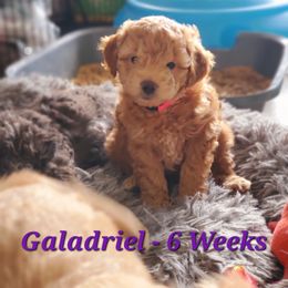 Aussiedoodle and Bernedoodle Puppies from Color Country Doodles