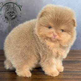 Biscotti - Lavender male Pomeranian puppy in Fultonville, New York from Sandy Aussies, Mini Dachshunds & Pomeranians