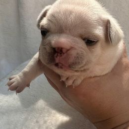 French Bulldog Puppies from Hope Mountain French Bulldogs