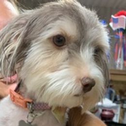 Yorkshire Terriers from Yorkies for Adoption
