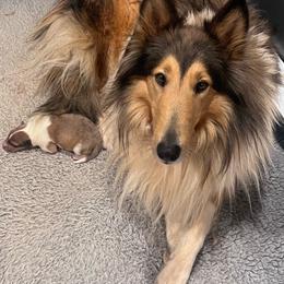 Mabel - Sable and white female Collie puppy in West Jefferson, North Carolina from Cold Mountain Collies