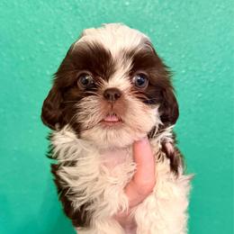 Rose - Liver and white female Shih Tzu puppy in Stroud, Oklahoma from Laik’s Little Shihtz & Poms