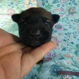 Imara - Sable female Working Dog Cross puppy in Sheridan, Arkansas from Dark Sky Kennels