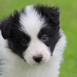 Jenny - Black female Border Collie puppy in Tylertown, Mississippi from Cool Meadow Farms