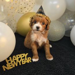 Adelie - Red  female Goldendoodle puppy in Floyd, Virginia from Hearts and Paws Poodles and Doodles