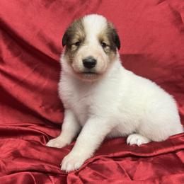 Hazel - White female Collie puppy in Groveland, Florida from Palmhaven Collies
