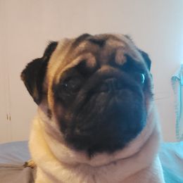 Pax - Pug