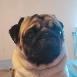 Pax - Pug