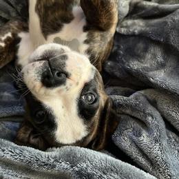 Boxer Puppies from SmashBox Kennel