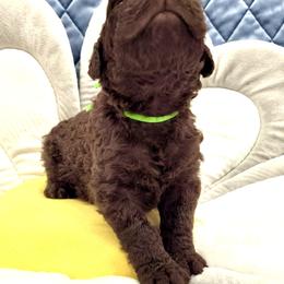 Curly-Coated Retriever Puppies from Betacoil Curly Coated Retrievers