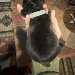 Boy 2 - male French Bulldog puppy in Livingston, Texas from Drake Home Frenchies