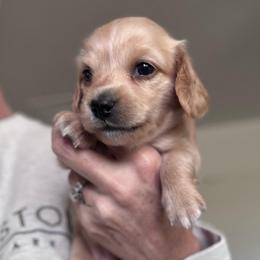 Marta - Red female Dachshund puppy in Grand Junction, Colorado from Agape Dachshunds