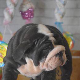 Bulldog Puppies from Dampier Bulldogs Mo