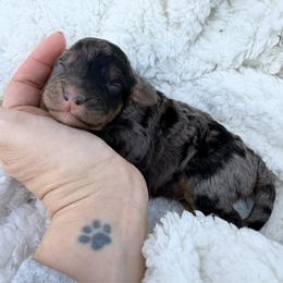 Edward - Blue merle male Bordoodle puppy in Canfield, Ohio from Poo's Doo's & Inu's