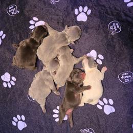 Liberty - Blue female French Bulldog puppy in Lubbock, Texas from West Texas Dachshunds LLC