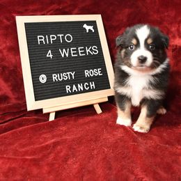 Miniature American Shepherd and Miniature Australian Shepherd Puppies from Rusty Rose Mini Aussies and Mini American Shepherds