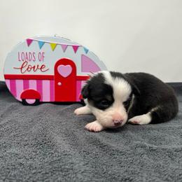 Stormy - Black and tan female Pembroke Welsh Corgi puppy in Waco, Texas from The Comma Corgis