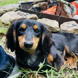 Queenie - Dachshund