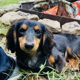 Queenie - Dachshund