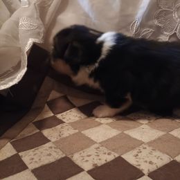 Boy 2 - Black and tan male American Corgi puppy in Pioneer, Michigan from Country Corners Corgis