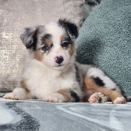 Penne - Blue merle female Miniature Australian Shepherd puppy in Killen, Alabama from Wilkers Wholehearted Mini Aussies