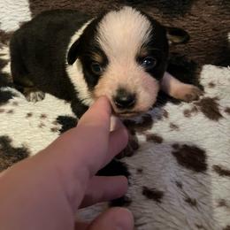 Oreo - Blue male Australian Cattle Dog puppy in Lancaster, Minnesota from Weleski Chocolate Heelers