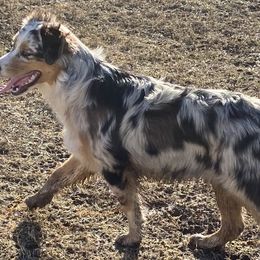 Girl 2 - Australian Shepherd puppy in Tulsa, Oklahoma from Lucky Penny Aussies and Lucky Penny Transport