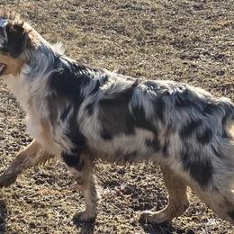 Girl 2 - Australian Shepherd puppy in Tulsa, Oklahoma from Lucky Penny Aussies and Lucky Penny Transport