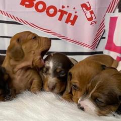 Dachshunds from Sykes Pups