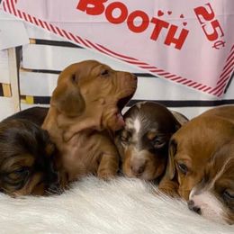 Dachshunds from Sykes Pups